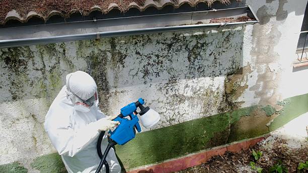 Mold Removal service in Brandamore
